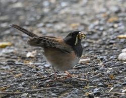 Fundraising Page Image