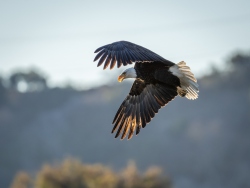 Fundraising Page Image