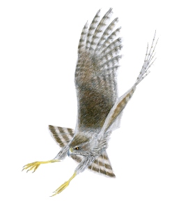 Fundraising Page Image