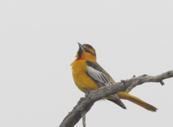 Fundraising Page Image