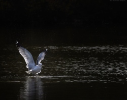 Fundraising Page Image