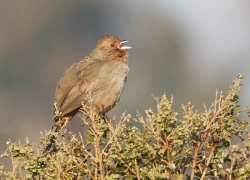 Fundraising Page Image