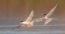 Fundraising Page Image