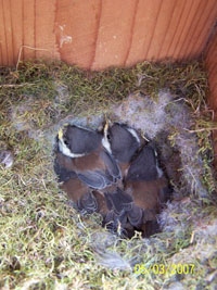 Fundraising Page Image