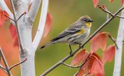 Fundraising Page Image