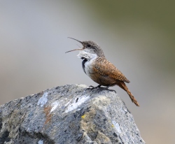 Fundraising Page Image