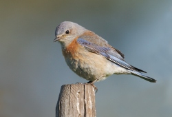 Fundraising Page Image