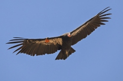 Fundraising Page Image