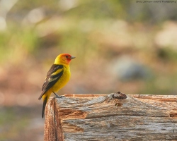 Fundraising Page Image