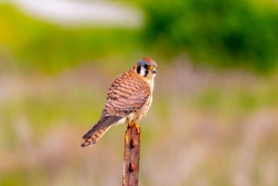 Fundraising Page Image