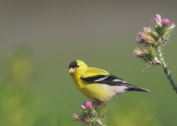 Fundraising Page Image