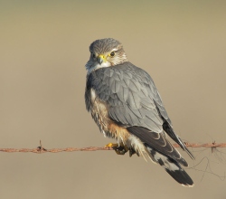 Fundraising Page Image