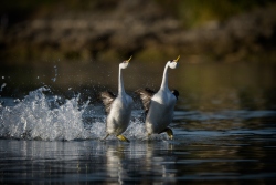 Fundraising Page Image